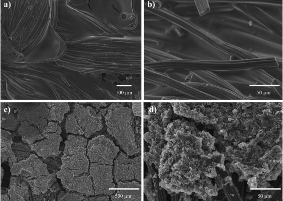 biomasse microbiche
