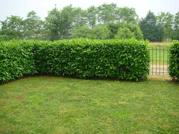 siepi in giardino